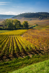 paysage viticole