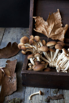 mushrooms on old wooden box on rustic table with dry leafs