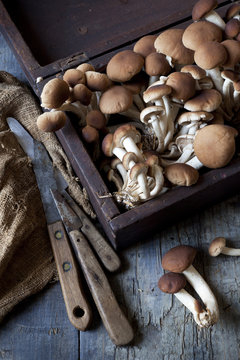 fresh picked mushrooms on vintage wooden box with knives