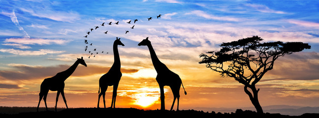 Fototapety  afrykańskie safari o zachodzie słońca