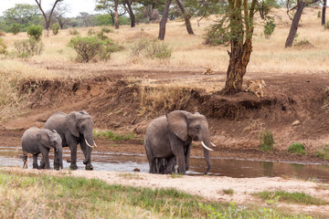 Fototapeta na wymiar Elephants walking in the river while lions watching from the ban
