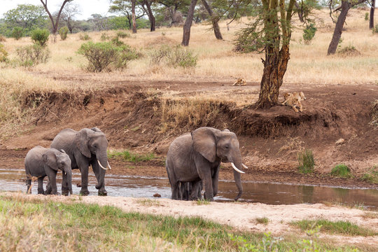 Fototapeta Elephants walking in the river while lions watching from the ban