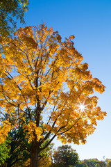 Closeup to a Bright Yellow Tree