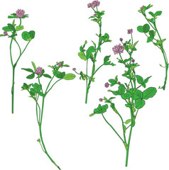 Set of line drawing clovers