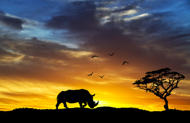 Fototapeta na wymiar el rinoceronte que si iba a dormir