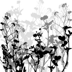 Silhouette of herbs and flowers
