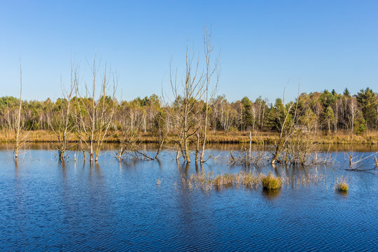 Seelandschaf