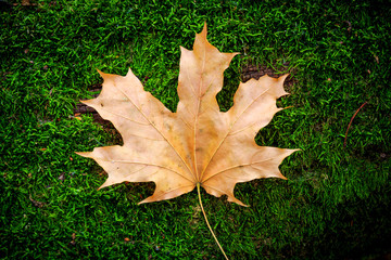 Maple leaf