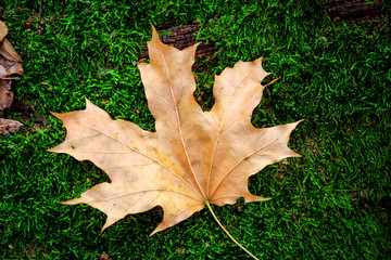 Autumn maple leaf