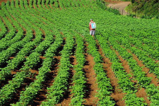 &Icirc;le de la R&eacute;union - Pesticides