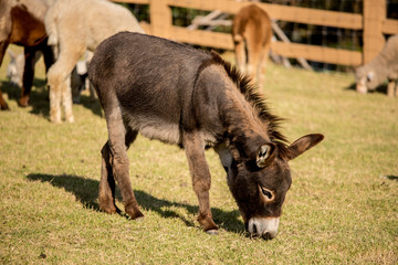 Donkey grazing in a field