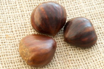 chestnut