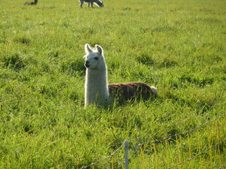 Alpaka in grass © elisabethclara