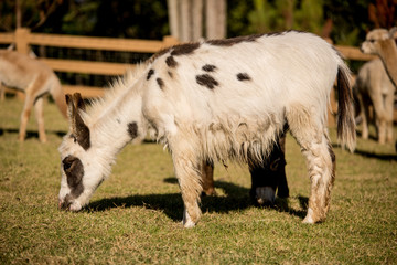 Obraz premium Donkey grazing in a field