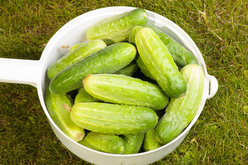 cucumbers in a white pot on the grass