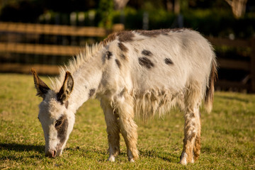 Obraz premium Donkey grazing in a field