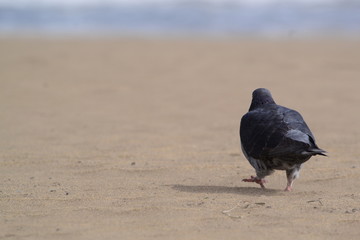pigeon walking on the sand