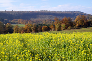 Bl&uuml;hender Senf in Herbstlandschaft