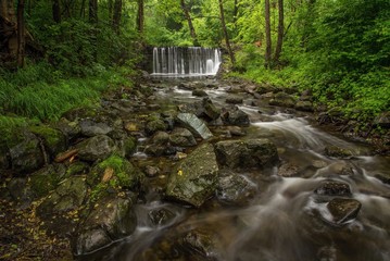 forest creek in Carpathians