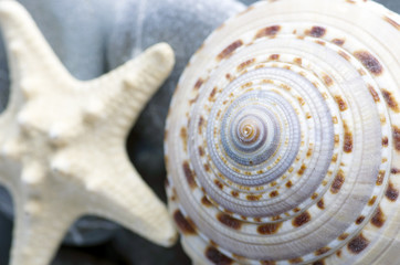 Natural spa elements- seashell with starshell and stones on whit