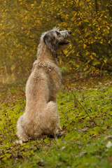 Wolfshund von hinten