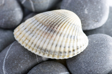 Natural spa elements- seashell with starshell and stones on whit