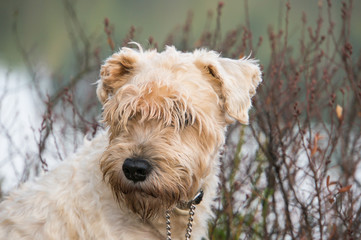 a irish weathen soft coated terrier in the rough