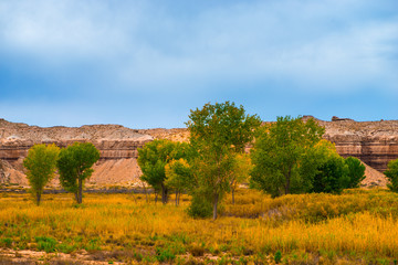 Autumn Trees in the Canyon Utah Fall Landscape