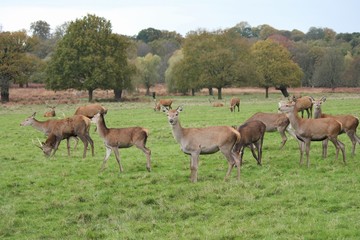 Naklejka na ściany i meble deer herd , Stag and hind red deer wild England- Cervus elaphus