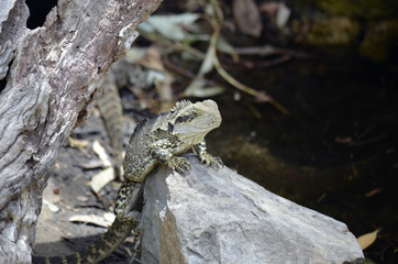 water dragon