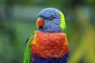 rainbow lorikeet