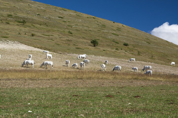 Obraz premium cows grazing on mountain pastures Italy