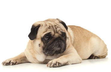 Obraz premium emotional Pug Close-up