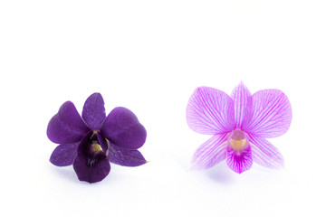 Fototapeta na wymiar purple streaked orchid flower, isolated