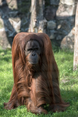 Grownup orangutan