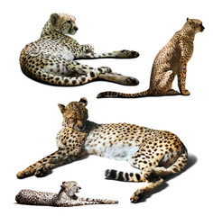 Set of Cheetah. Isolated over white