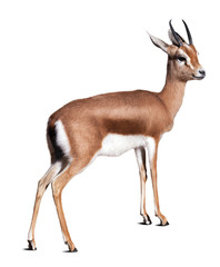 Dorcas gazelle.  Isolated over white background
