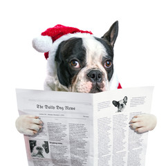 French bulldog in santa hat reading newspaper over white