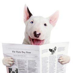 Funny bullterier reading newspaper over white