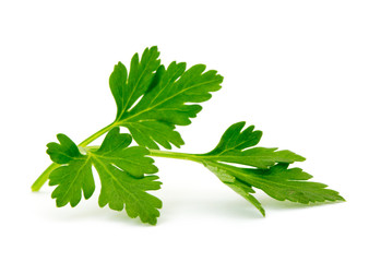 parsley isolated on white