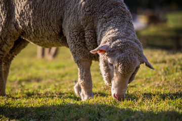 Sheep