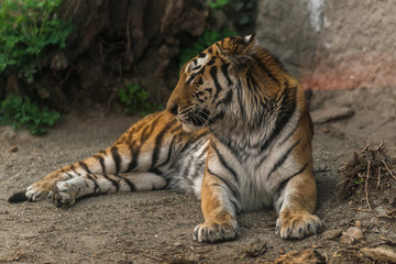 Fototapeta na wymiar Tiger sitting in the zoo