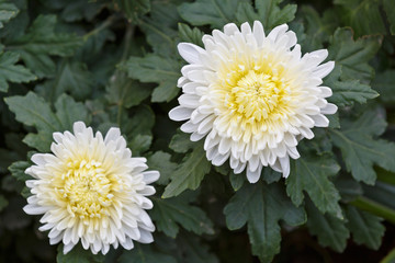 Beautiful Chrysanthemums bloom in the autumn.