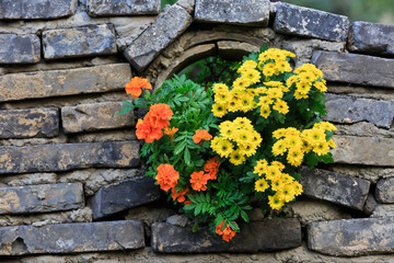 Beautiful Chrysanthemums bloom in the garden