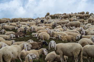 Fototapeta premium grup of sheeps in the mountain