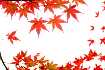 カエデの紅葉