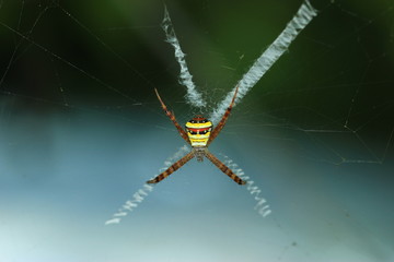 The spider is hiding to catch its food.