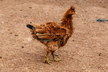 Brown hen on farm yard outdoors from nicaragua