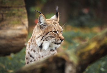Eurasian lynx in forest