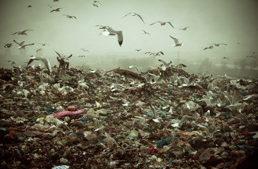 Apocalyptic scene of birds flying over the dump